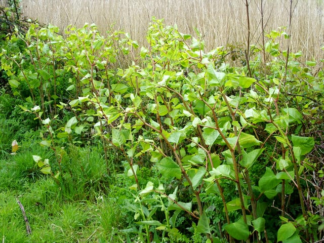 Japanese Knotweed Specialists Pba Solutions